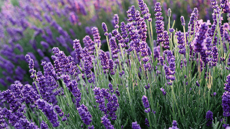 What exactly is Lavender?