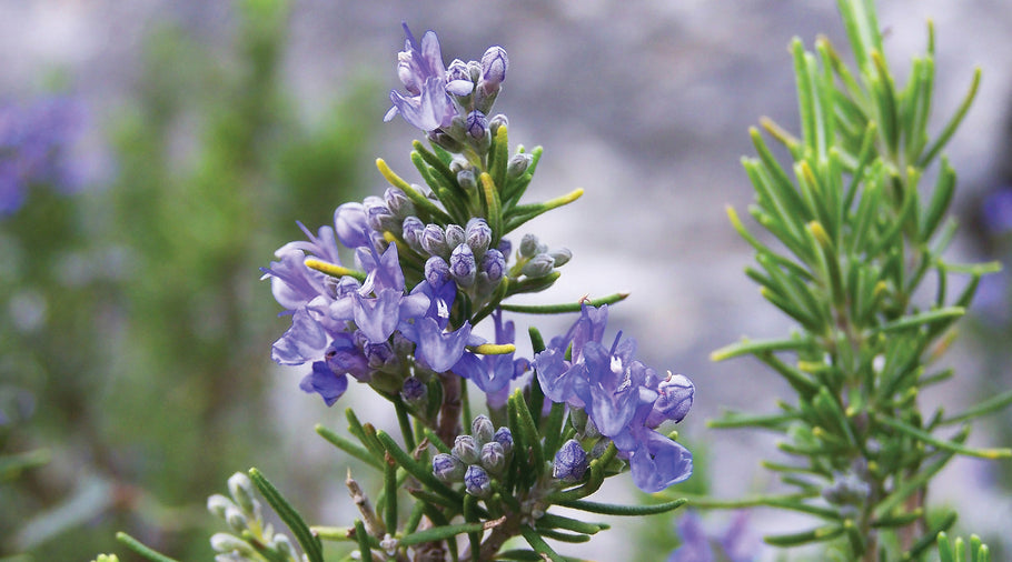 Rosemary Oil Benefits – According To Science